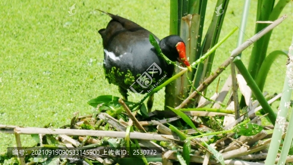 黑水雞