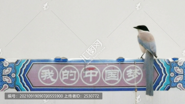 灰喜鵲