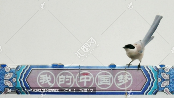 灰喜鵲