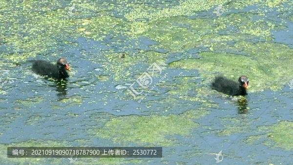 黑水雞