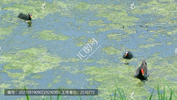 黑水雞