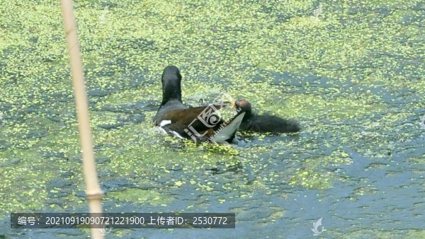 黑水雞