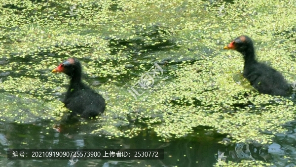 黑水雞