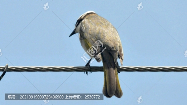 白頭鵯