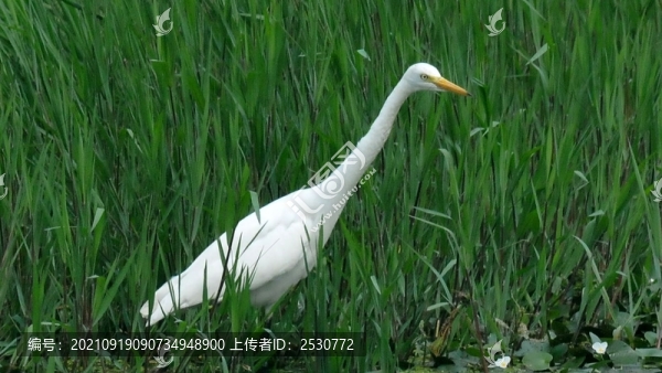 白鷺