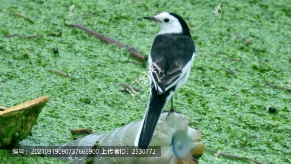 白鹡鸰