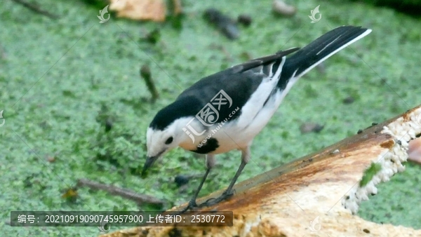 白鹡鸰