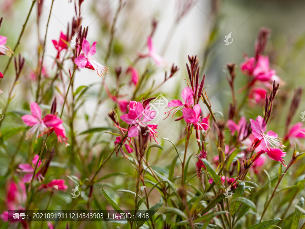 山桃花