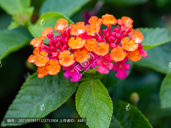 馬纓丹