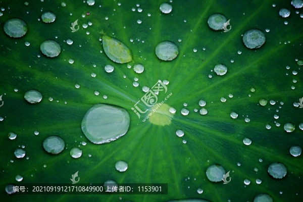 露珠