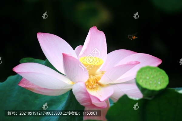 荷花