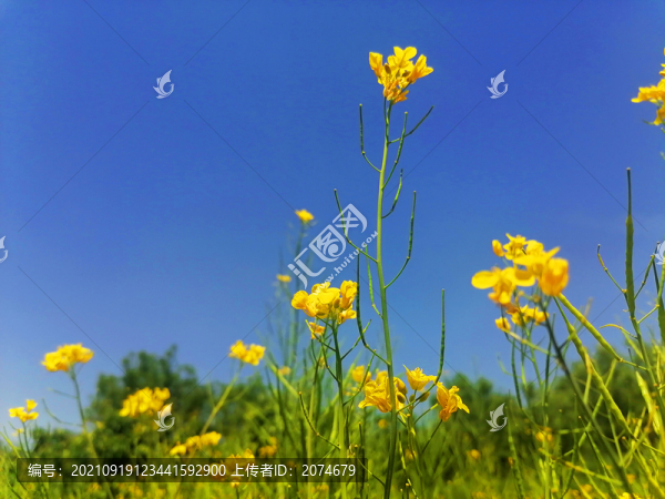 藍(lán)天油菜花