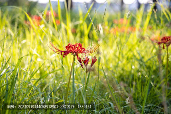 紅色彼岸花