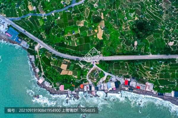海邊茶園