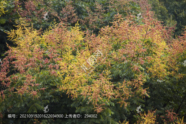 欒樹花開(kāi)