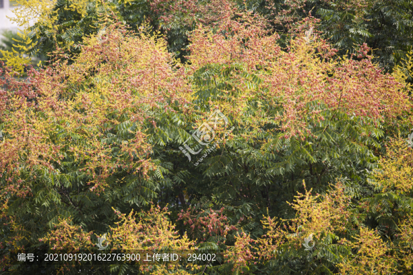 欒樹花開