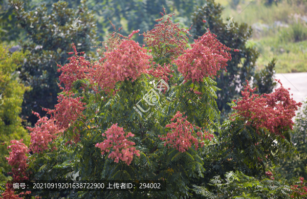 欒樹花開