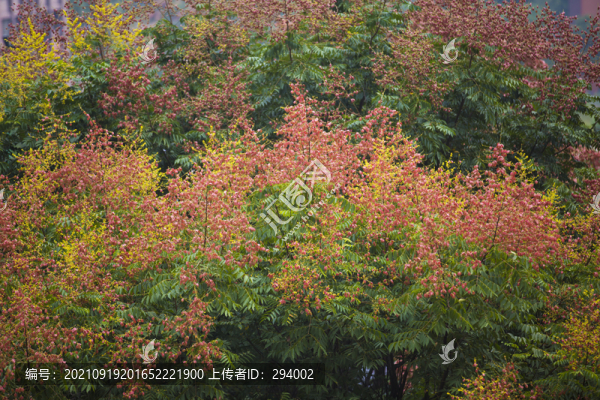 欒樹花開