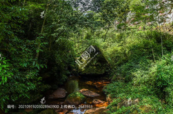 重慶大窩鋪原始森林景區(qū)