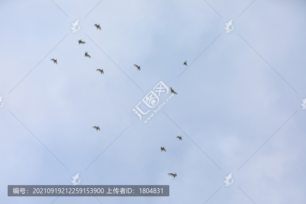 飛鳥(niǎo)