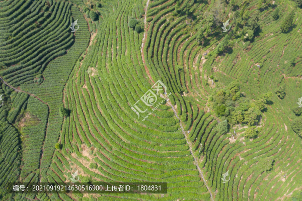 茶山茶園