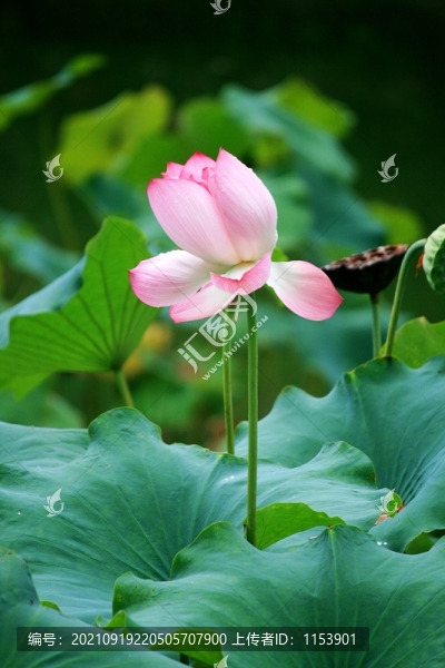 荷花
