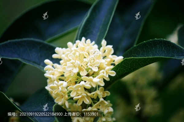 桂花