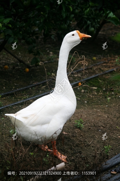 土鵝