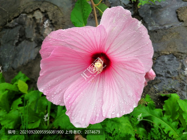 草芙蓉