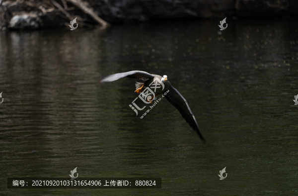 斑頭雁