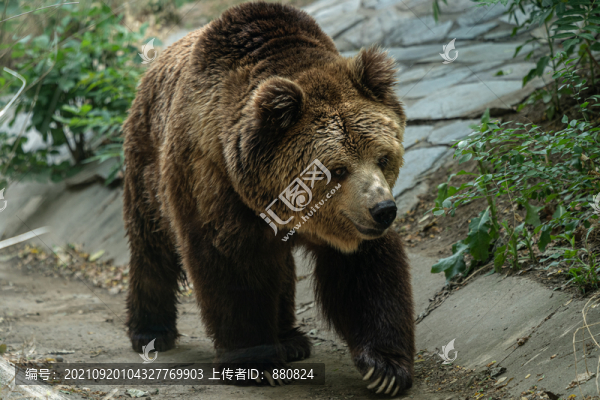 棕熊