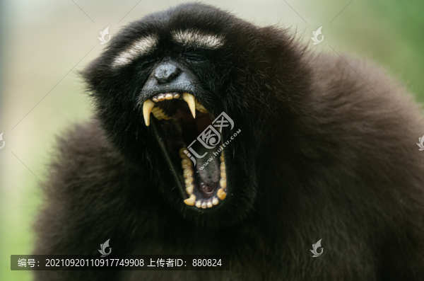 長(zhǎng)臂猿