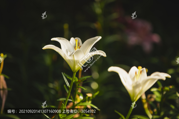 純潔的香水百合