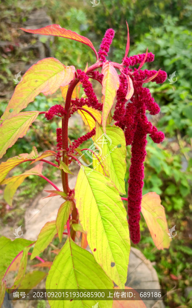 野花