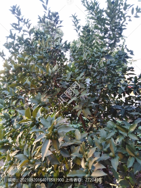橘子樹