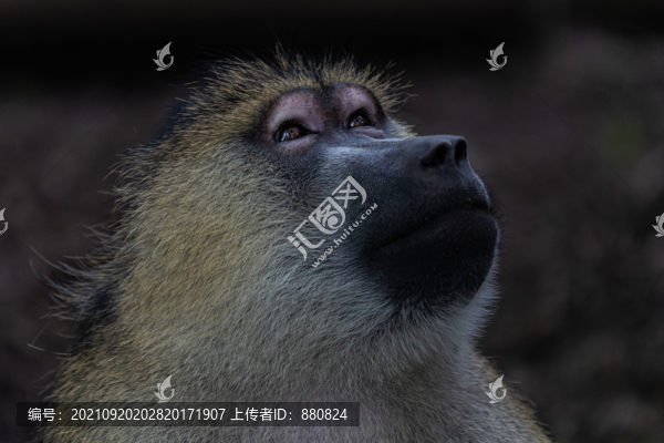 狒狒