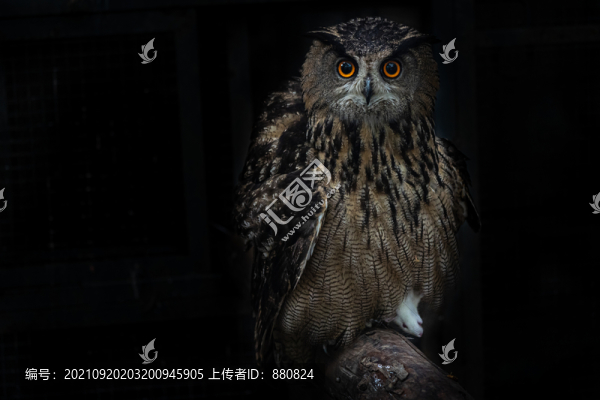 雕鸮