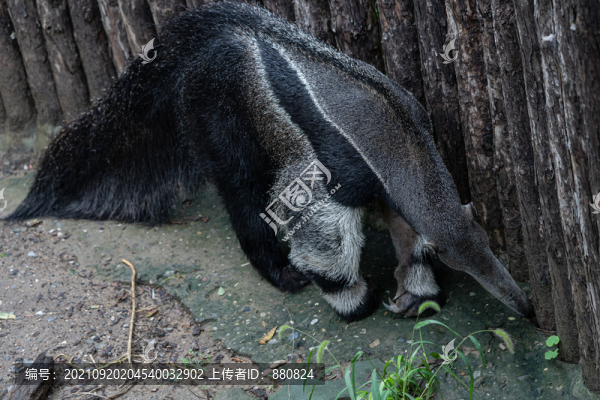 食蟻獸