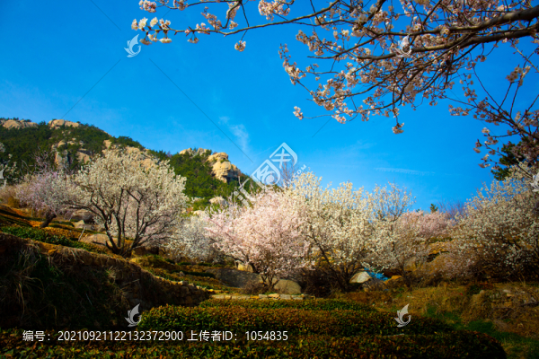 嶗山春天