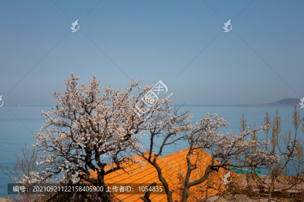 嶗山春天