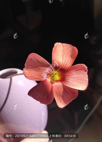 酢漿草的緞面質(zhì)感花瓣