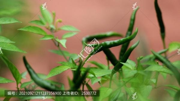 朝天椒