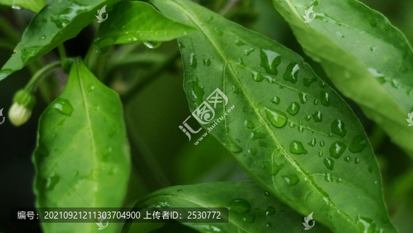 辣椒