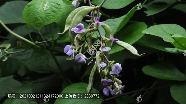 扁豆