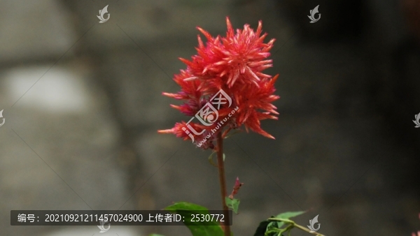 尾穗莧
