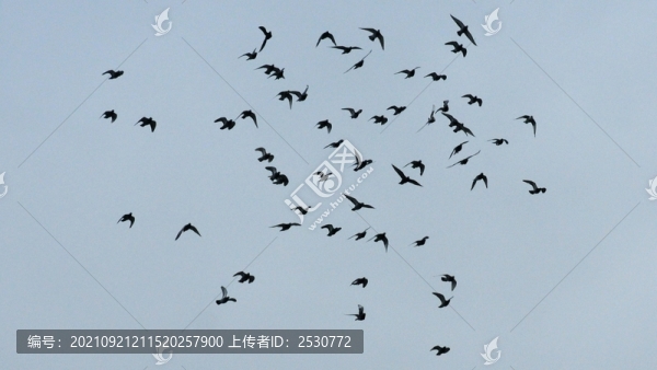 鳥(niǎo)群