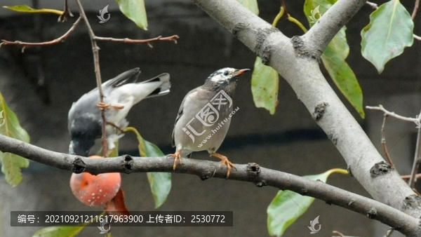 灰椋鳥