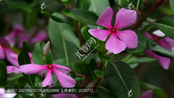 長(zhǎng)春花