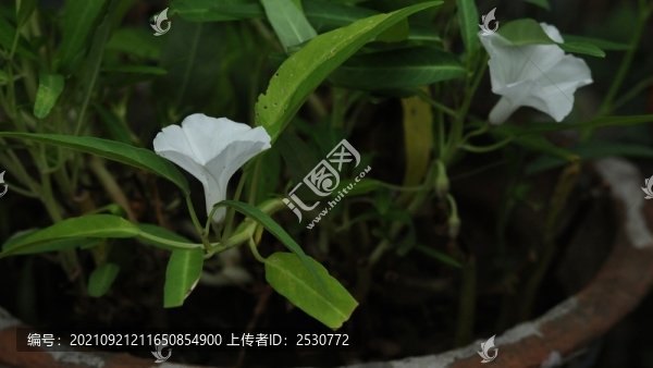 蕹菜