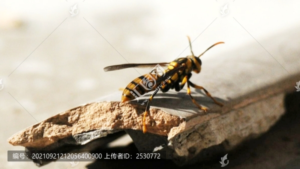 馬蜂